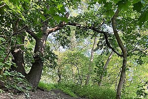 Symbolfoto: Eine Steintreppe führt einen grün bewaldeten Hügel hinauf.